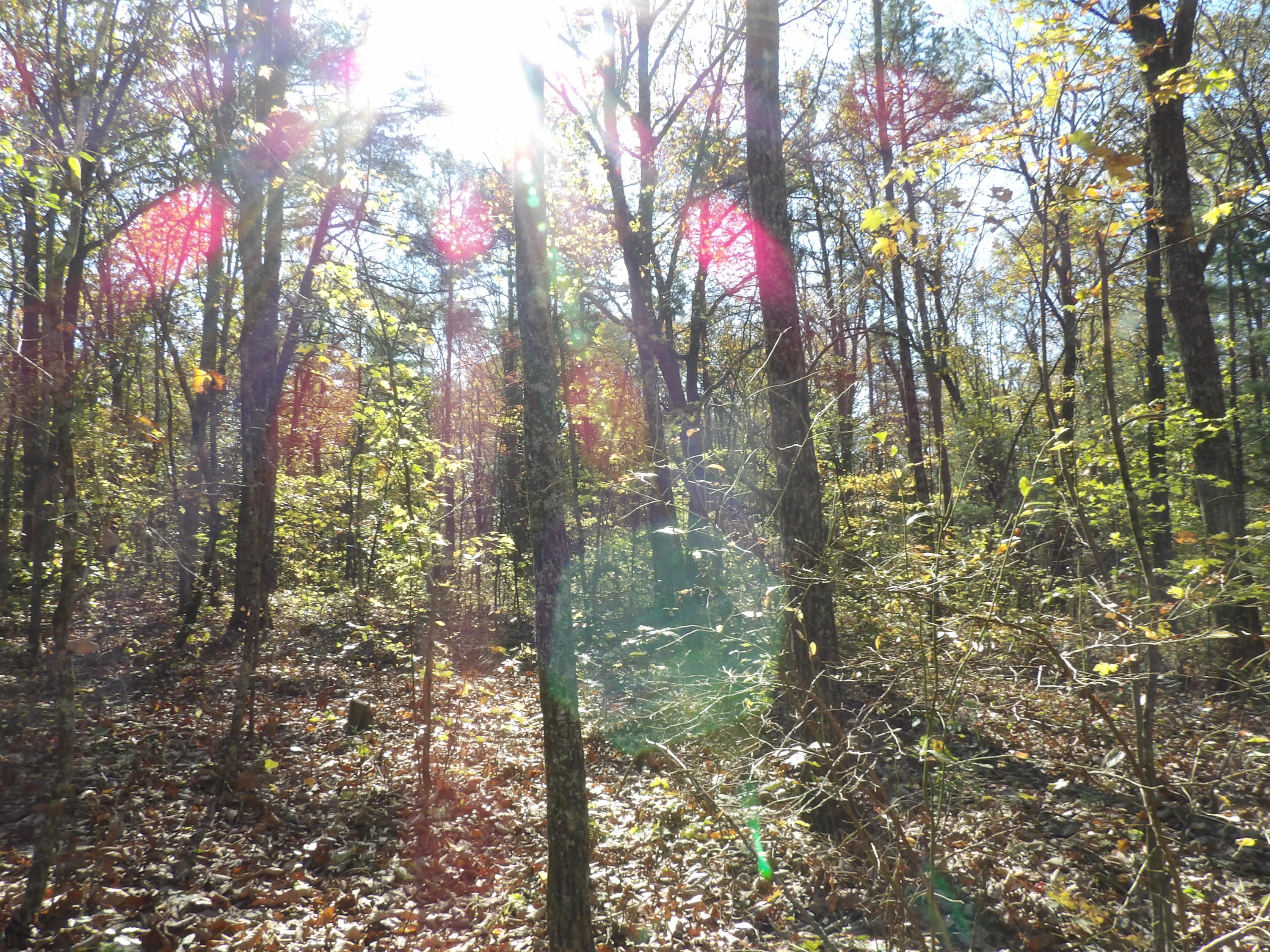 81 Lou Road, Unit 52 Pikeville, TN 37367 - Photo 34 of 43 100_1698