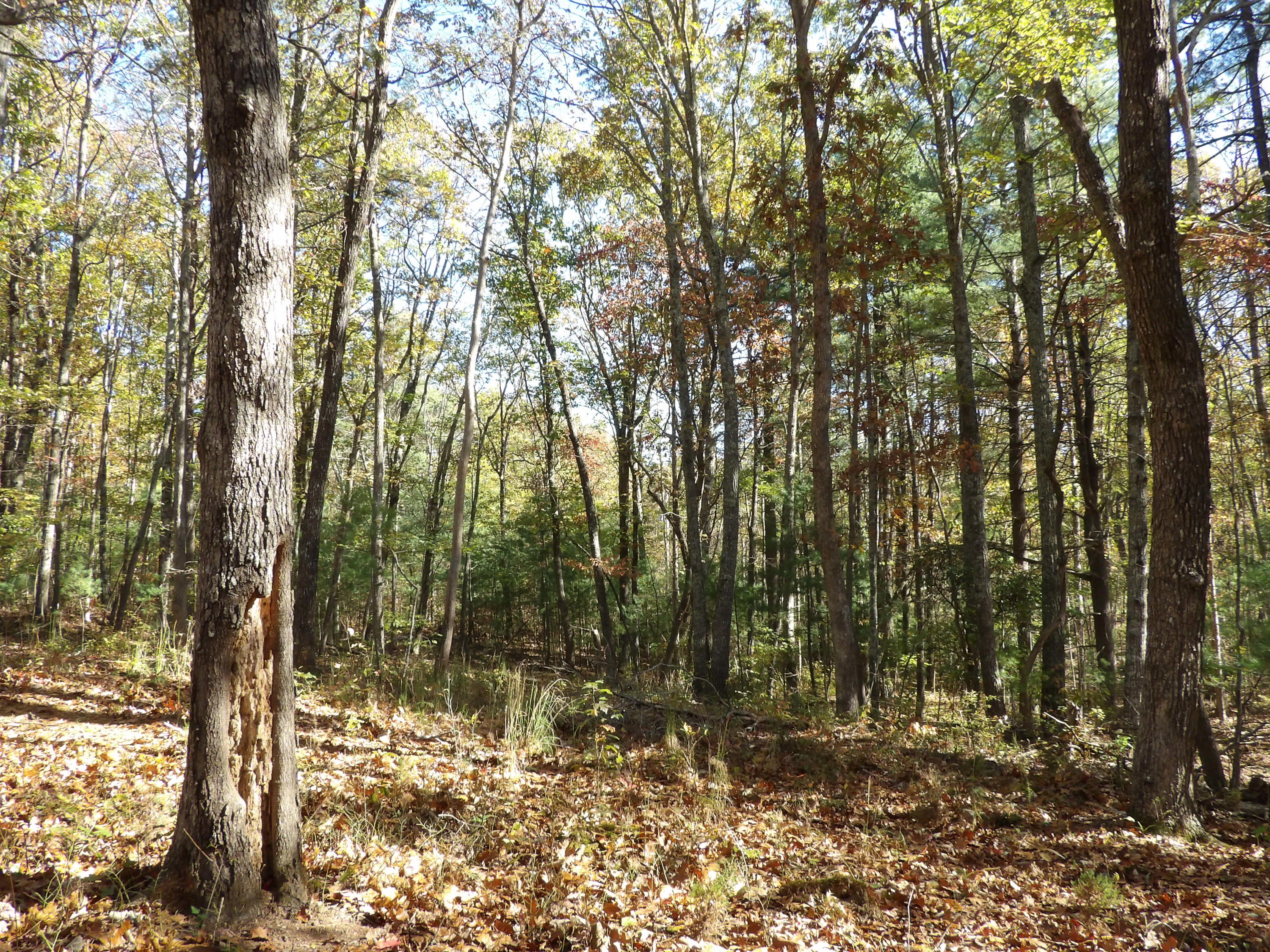 81 Lou Road, Unit 52 Pikeville, TN 37367 - Photo 38 of 43 100_1695