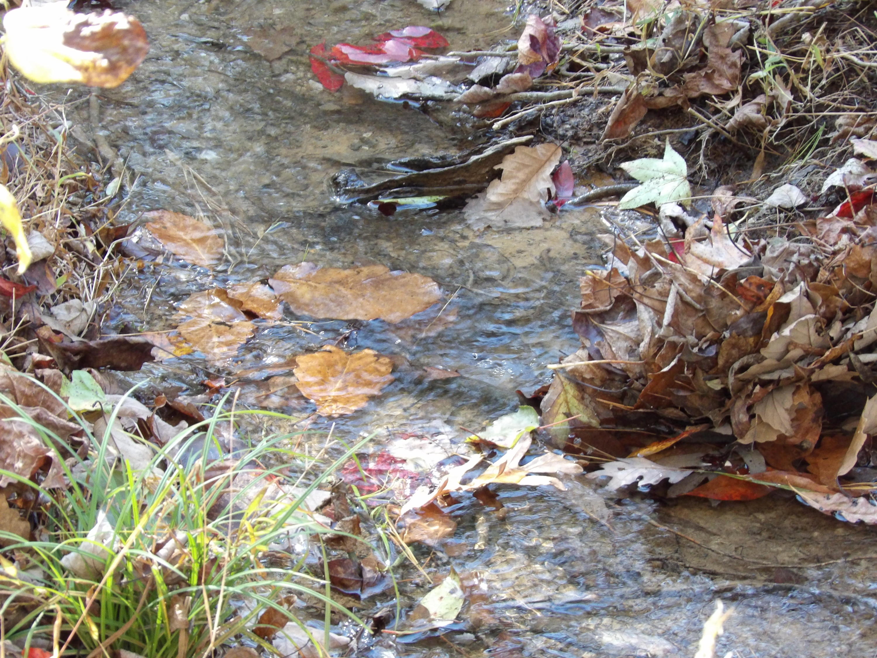 81 Lou Road, Unit 52 Pikeville, TN 37367 - Photo 39 of 43 100_1707