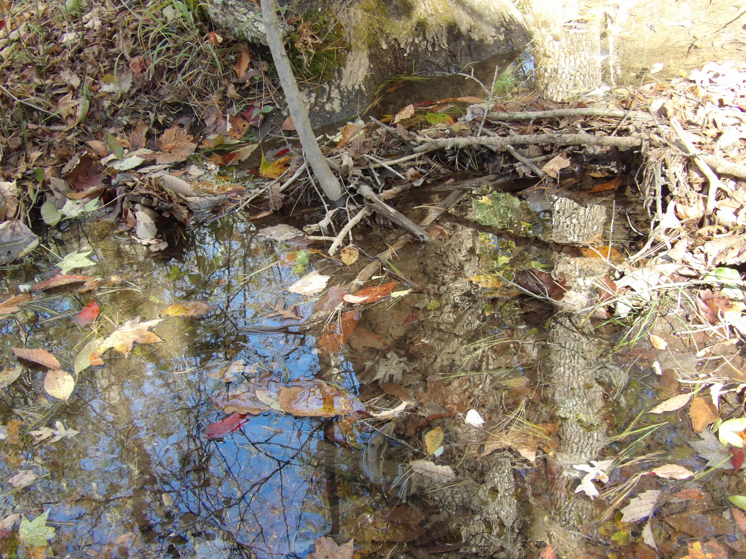 81 Lou Road, Unit 52 Pikeville, TN 37367 - Photo 40 of 43 100_1708