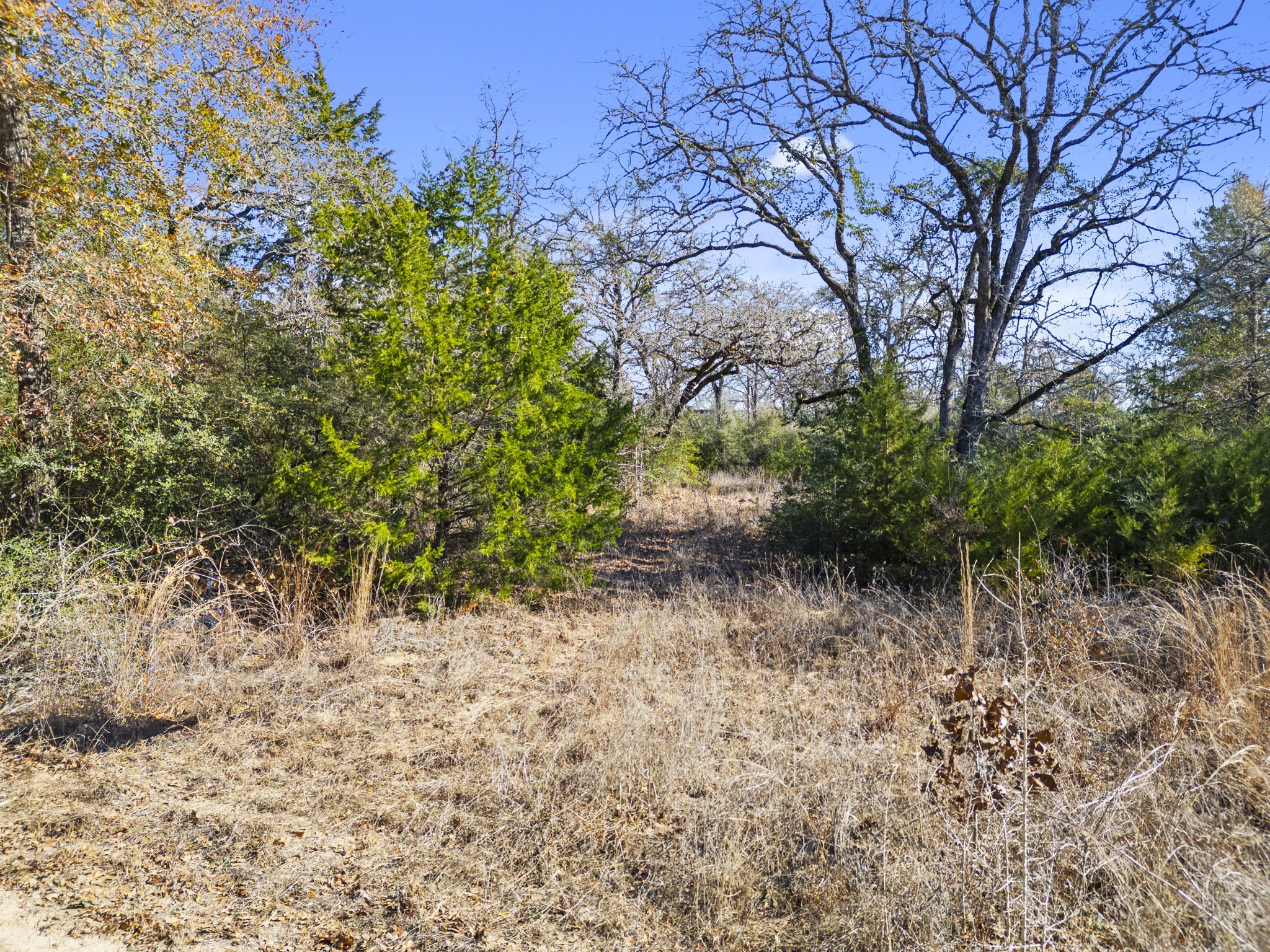 336 Starlight Path Caldwell, TX 77836 - Photo 2 of 16 a view of a yard with plants and trees