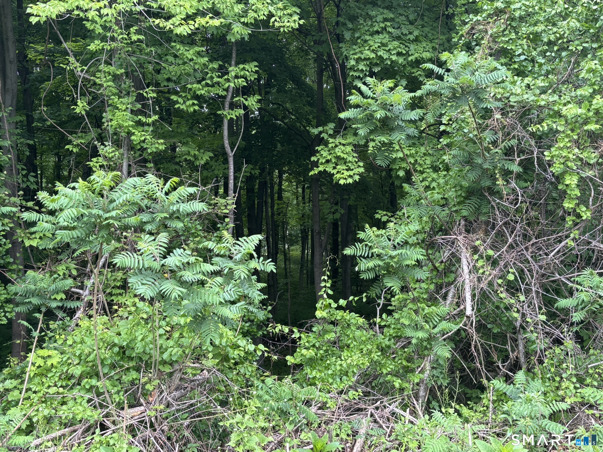 7 Holley Lane Prospect, CT 06712 - Photo 2 of 30 a plant view in yard