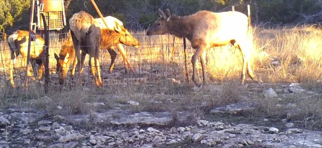 $890,000 | 241 Sd 23200, Rocksprings, TX 78880