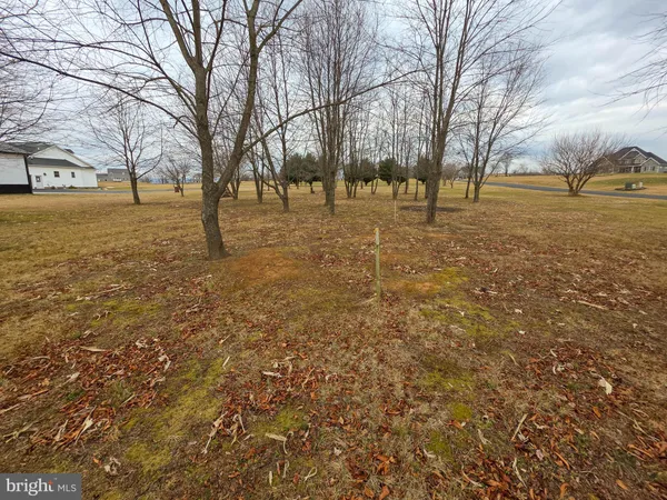 a view of yard with trees