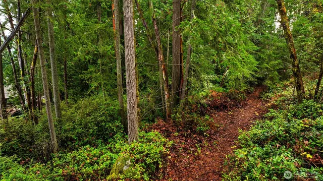 a view of a lush green forest with trees and some houses