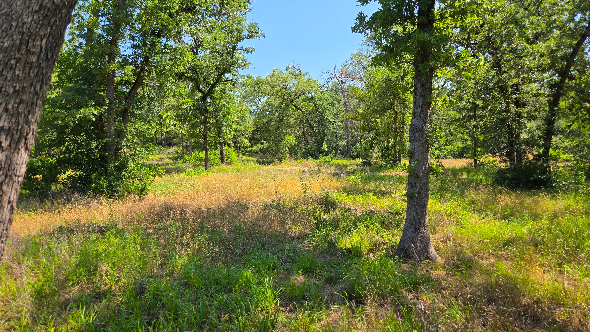 277 Meuth Cemetery Road Red Rock, TX 78662 - Photo 7 of 19 Mature trees frame a sun-drenched clearing, offering a tranquil setting for a future home.