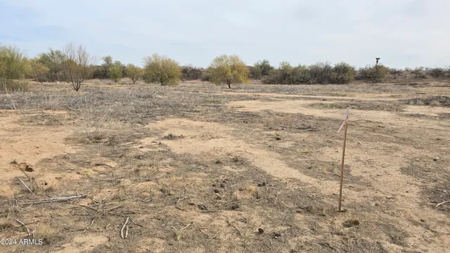 a view of a field with a tree in it