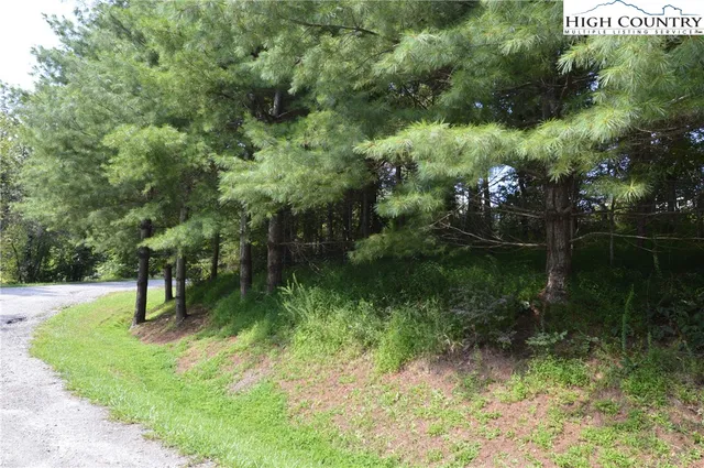 a view of a lush green forest