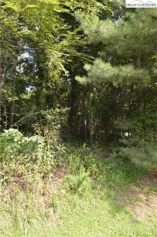 a view of a forest with a tree