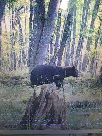 $225,000 | County Road, Waupaca, WI 54981