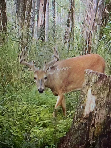 $225,000 | County Road, Waupaca, WI 54981