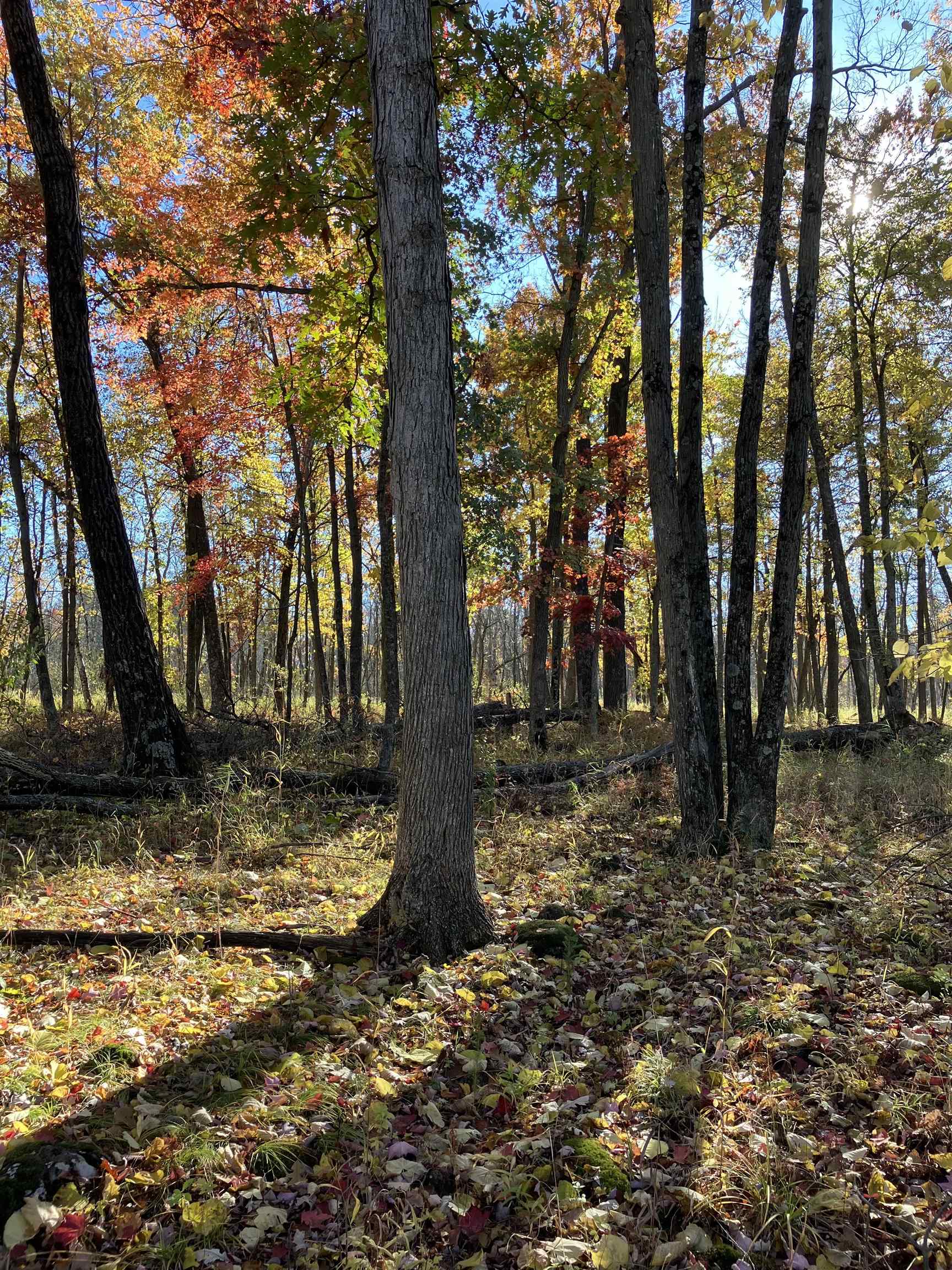 County Road Waupaca, WI 54981 - Photo 21 of 34