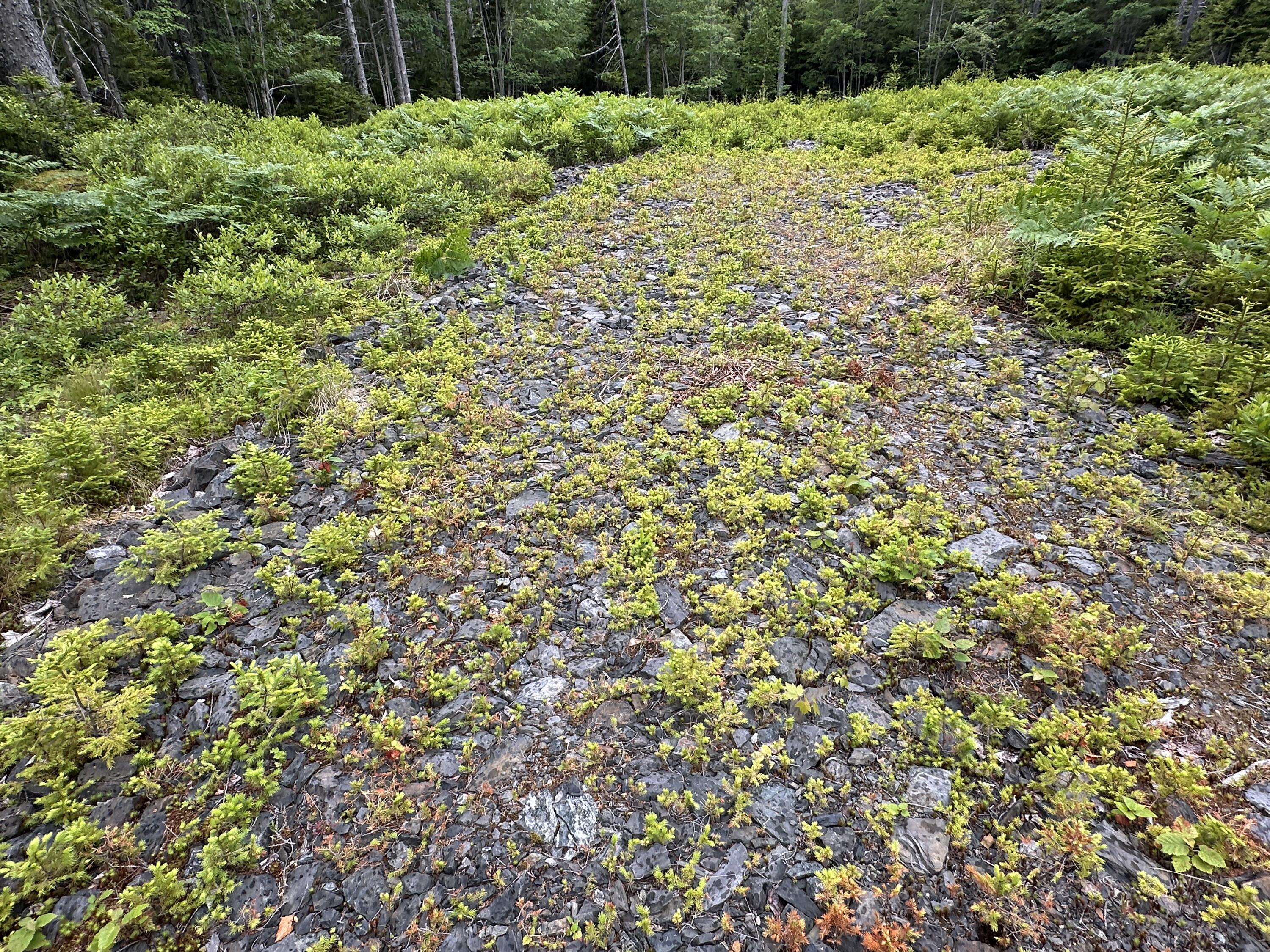 Lot 5 Waymouth Road Tenants Harbor, ME 04860 - Photo 35 of 56 Stone Driveway Base
