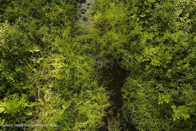a view of a lush green forest