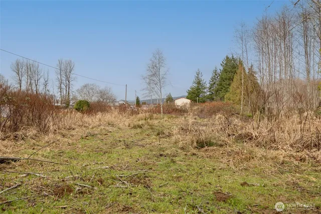 a view of a yard with trees