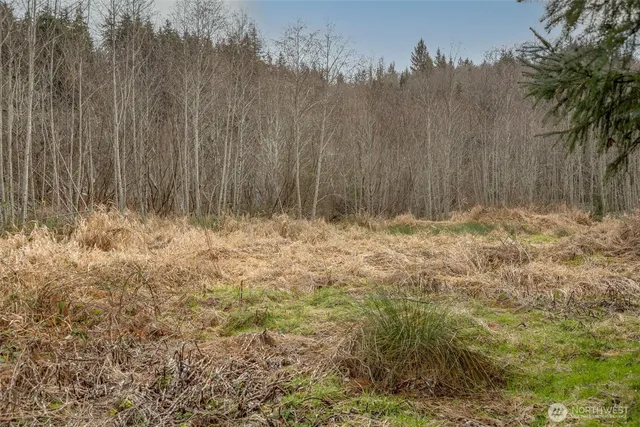 a view of water covered with tall trees