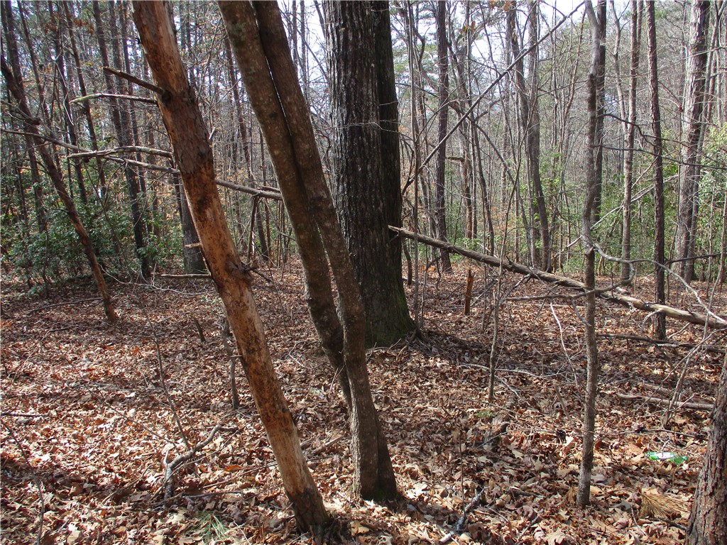 0 Panda Parkway Tamassee, SC 29686 - Photo 8 of 8 Explore this expansive lot offering abundant natural beauty and wooded seclusion.