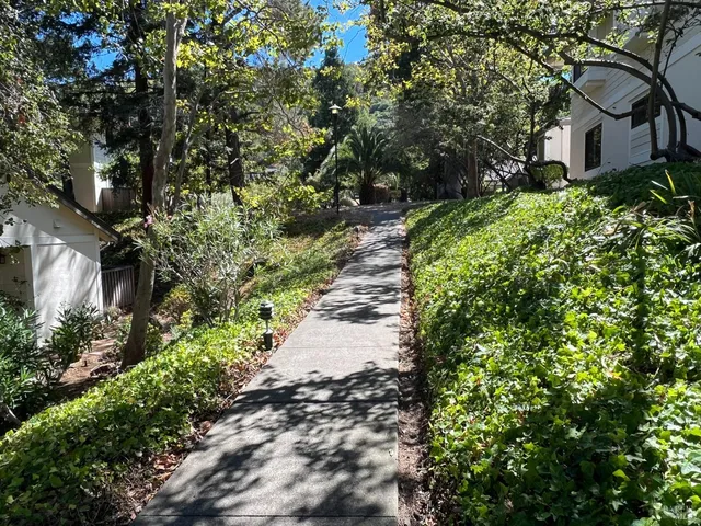 a view of a garden with plants