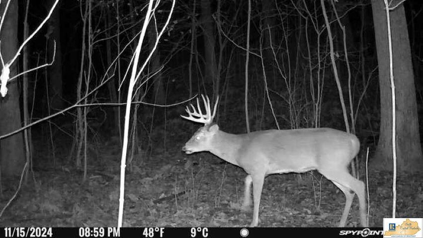 462 Wonderland Road Upton, KY 42784 - Photo 34 of 47 Gallery Image 34