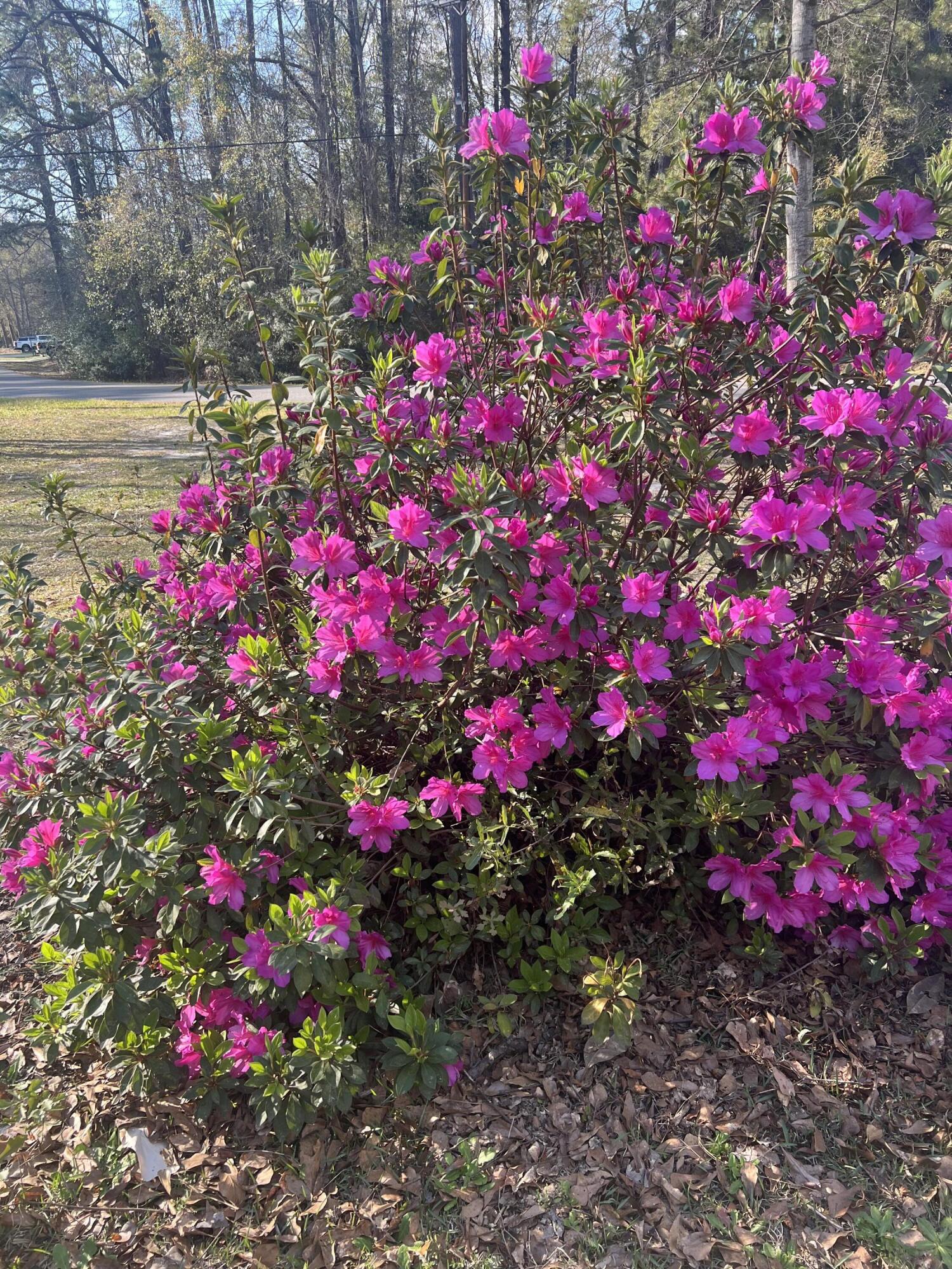 431 Otis Road Walterboro, SC 29488 - Photo 29 of 29 IMG_4083