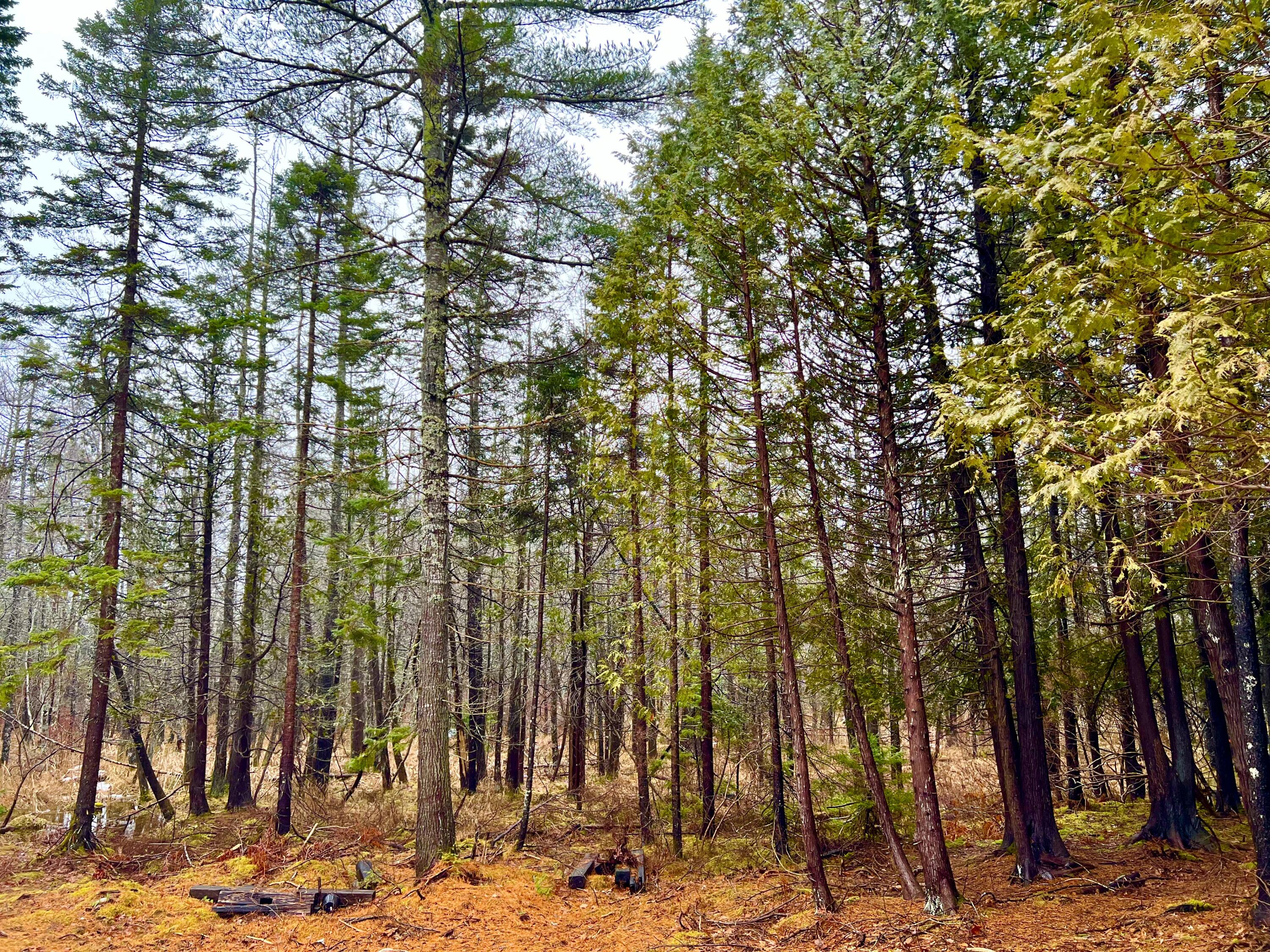 7 Cobbles End Mount Desert, ME 04660 - Photo 45 of 50 Land/Woods