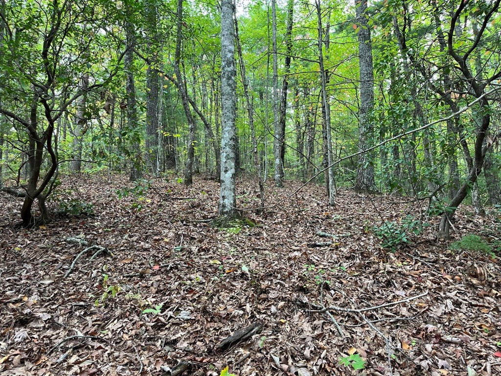 Tbd Burrell Mountain Road Murphy, NC 28906 - Photo 2 of 28