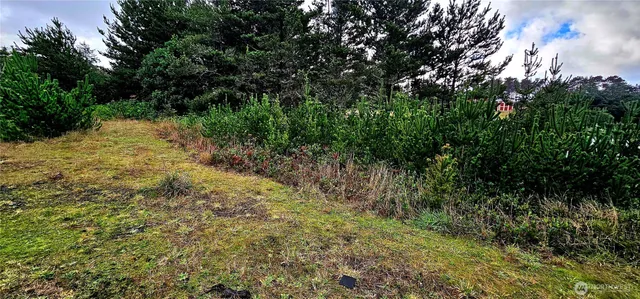a view of a lush green forest with lots of trees