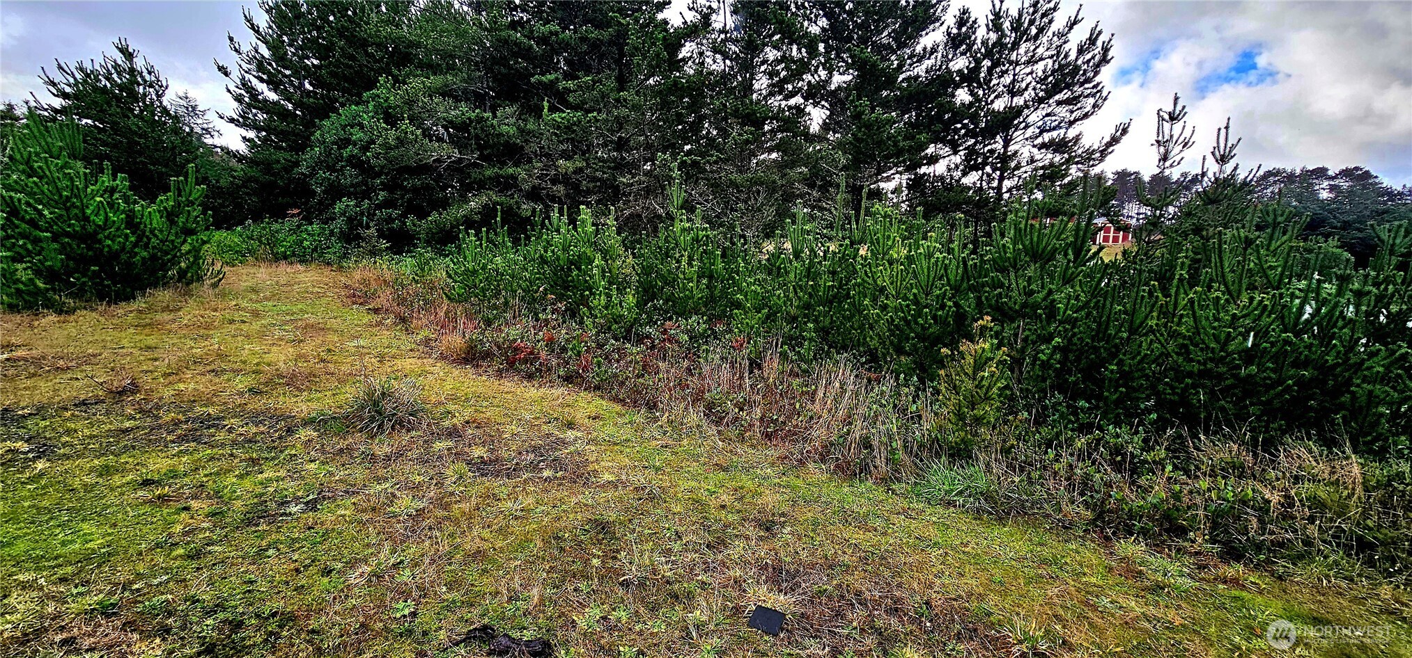 30514 K Place Ocean Park, WA 98640 - Photo 2 of 3 a view of a yard with a tree