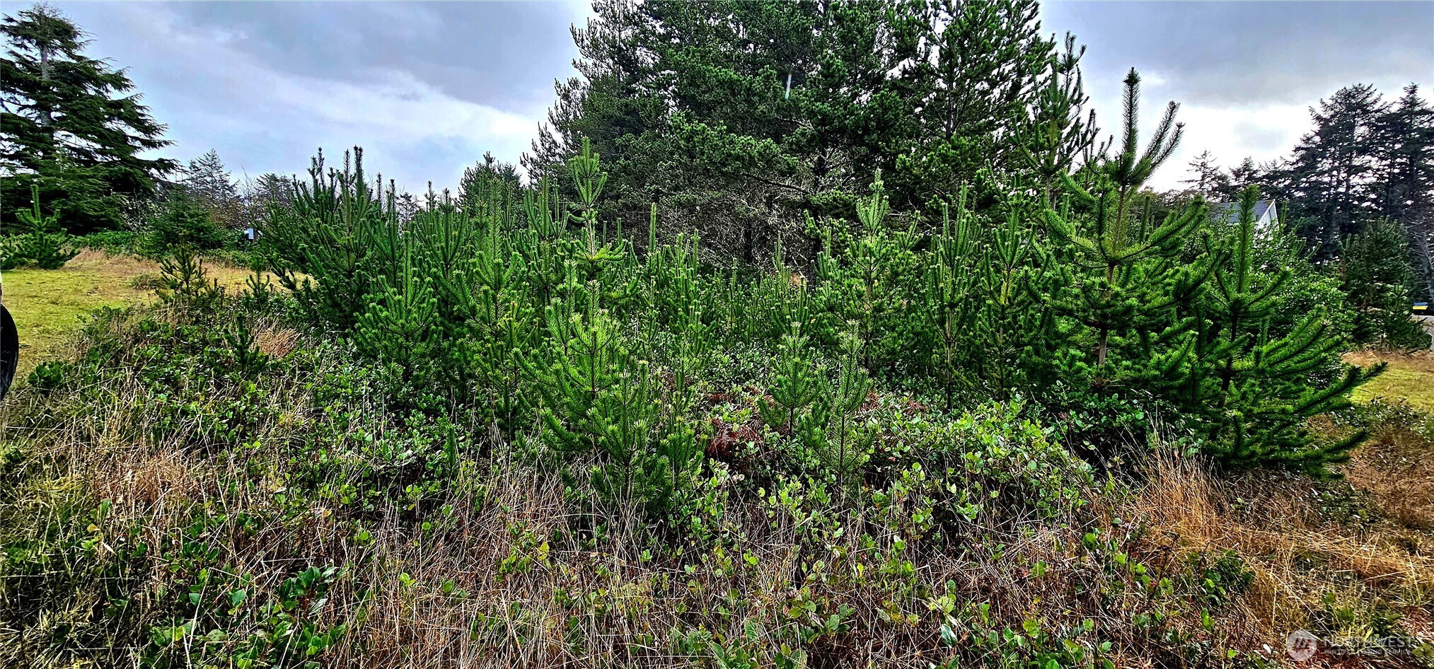 30514 K Place Ocean Park, WA 98640 - Photo 3 of 3 a view of a lush green forest with lots of trees