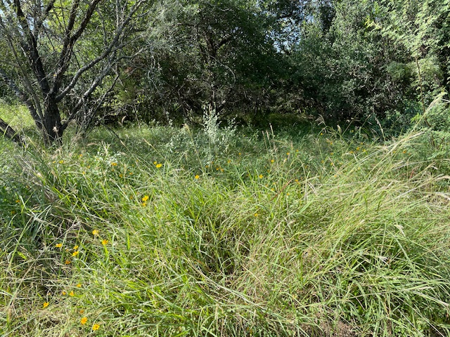 Lot 80 Wesley Ridge Drive Spicewood, TX 78669 - Photo 6 of 12 a view of a lush green forest