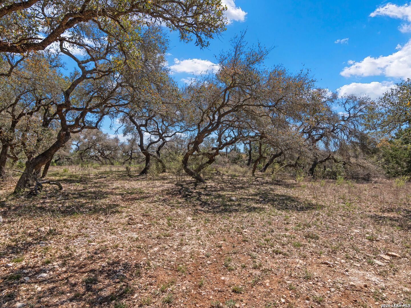 189 Table Rock Helotes, TX 78023 - Photo 23 of 91 a view of a yard with a tree
