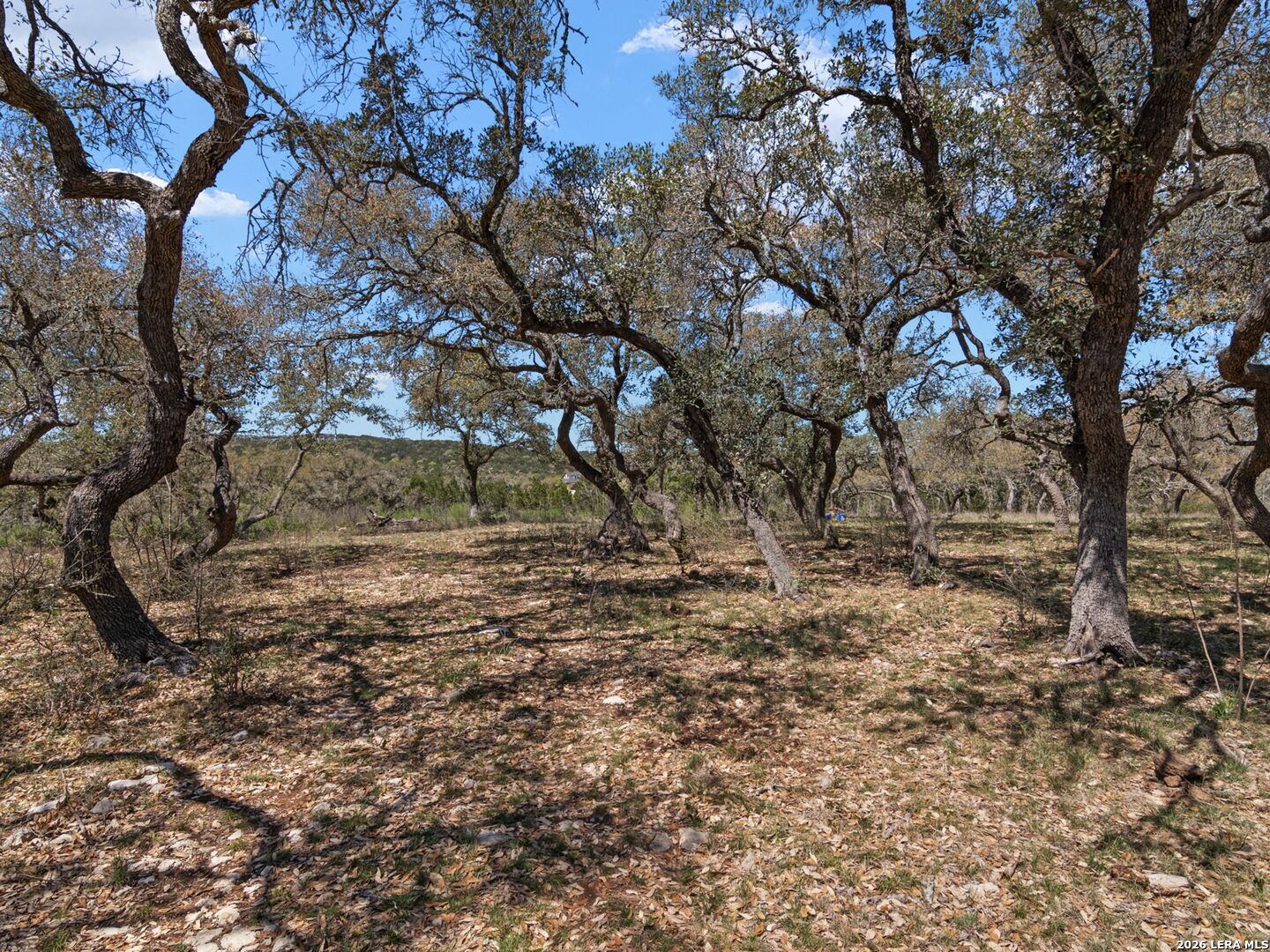 189 Table Rock Helotes, TX 78023 - Photo 29 of 91 a view of backyard with large trees