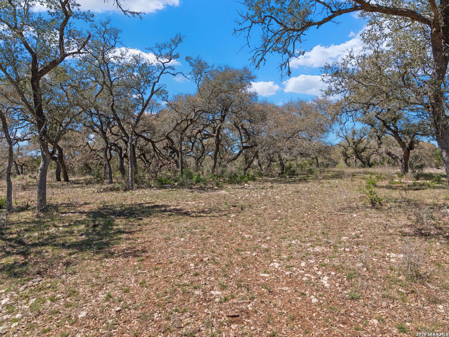 189 Table Rock Helotes, TX 78023 - Photo 33 of 91 a view of dirt yard with a large tree