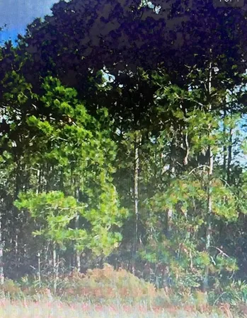 a plant