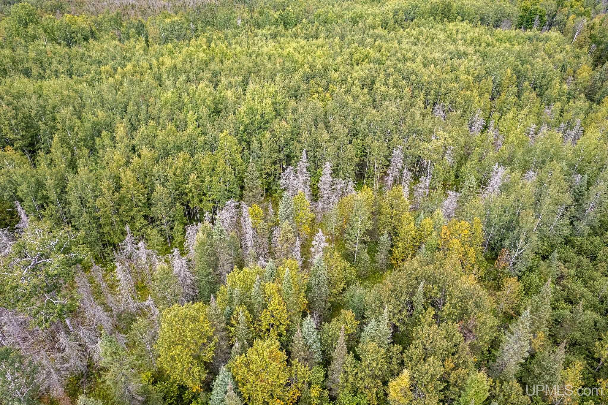 Tbd Off River Road North 40 Road Perronville, MI 49873 - Photo 3 of 12