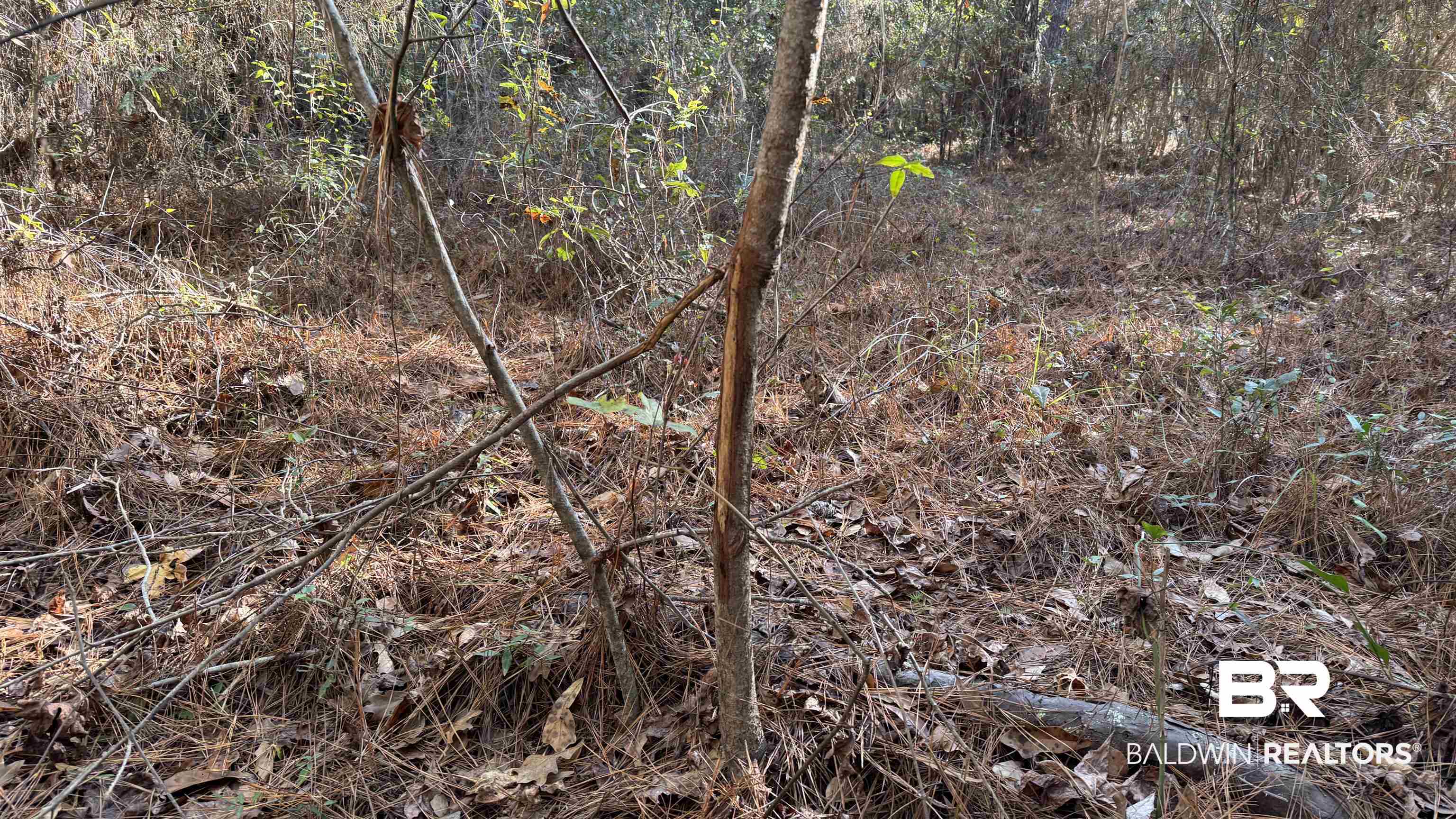 14830 Old Pascagoula Road Grand Bay, AL 36541 - Photo 21 of 32 View of local wilderness