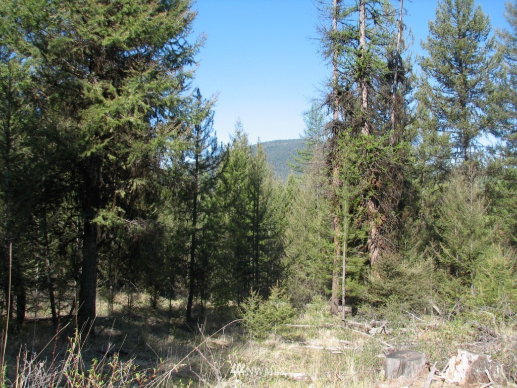 0 Labelle Road Tonasket, WA 98855 - Photo 1 of 1 a view of a forest that has a tree