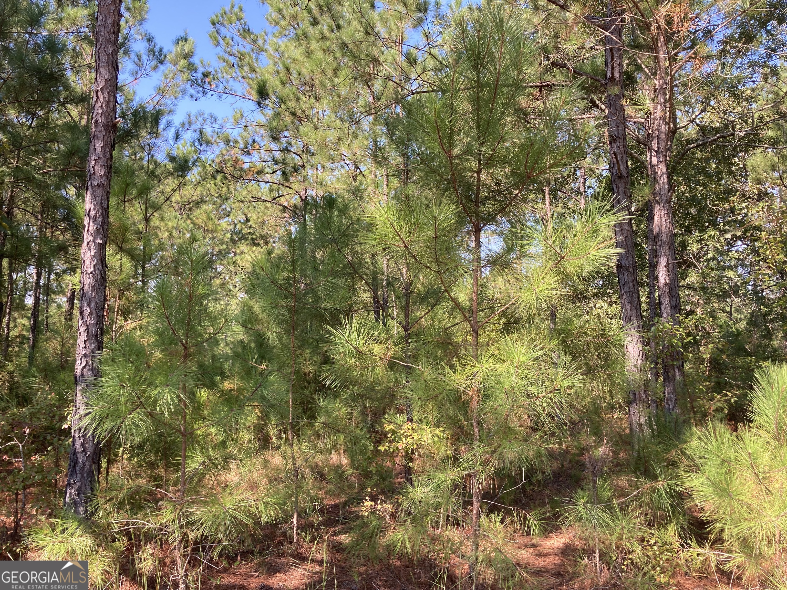 0 Firetower Road Cusseta, GA 31805 - Photo 12 of 12 a view of a tree in a yard