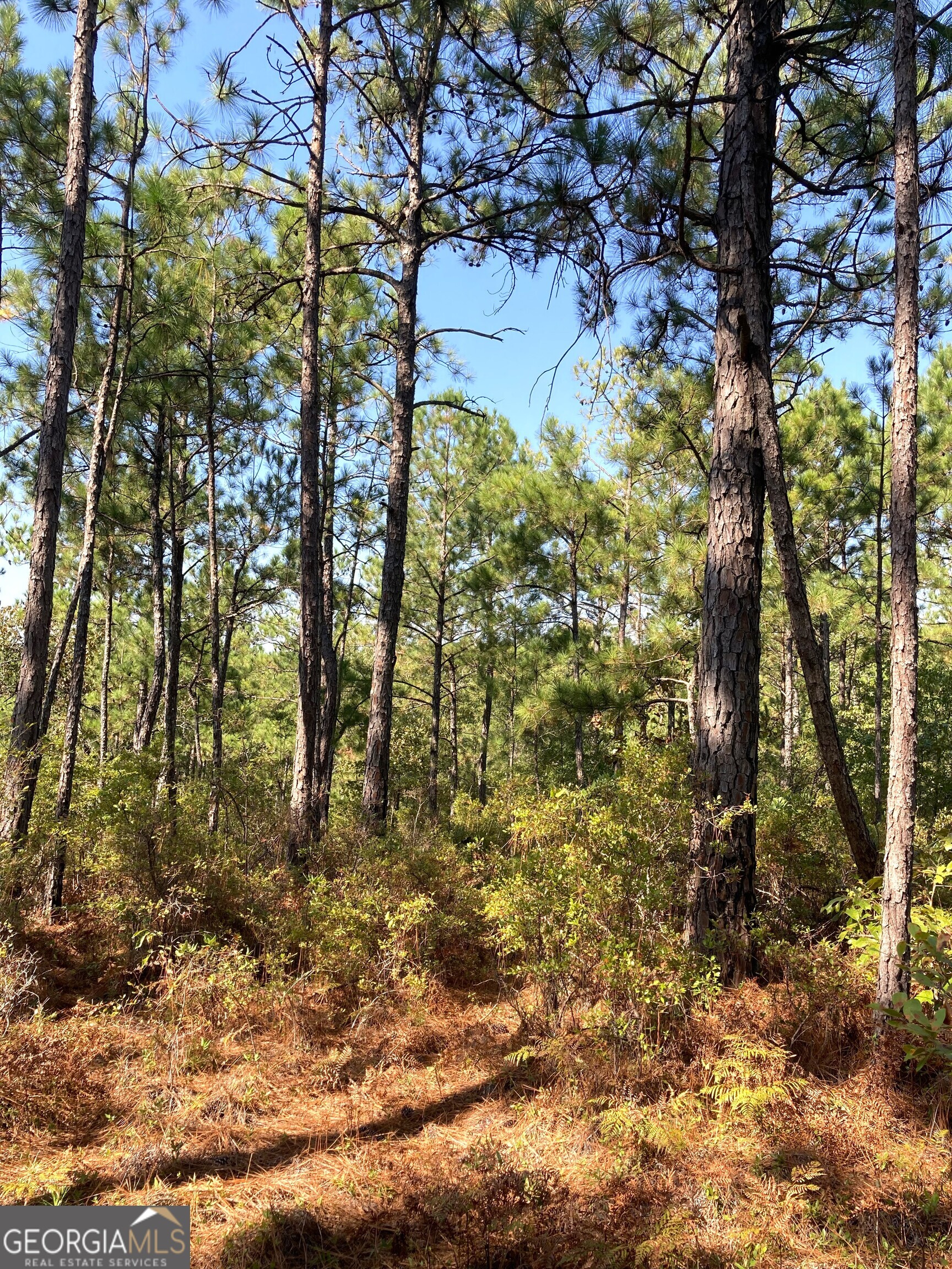 0 Firetower Road Cusseta, GA 31805 - Photo 3 of 12 a bird view of tree