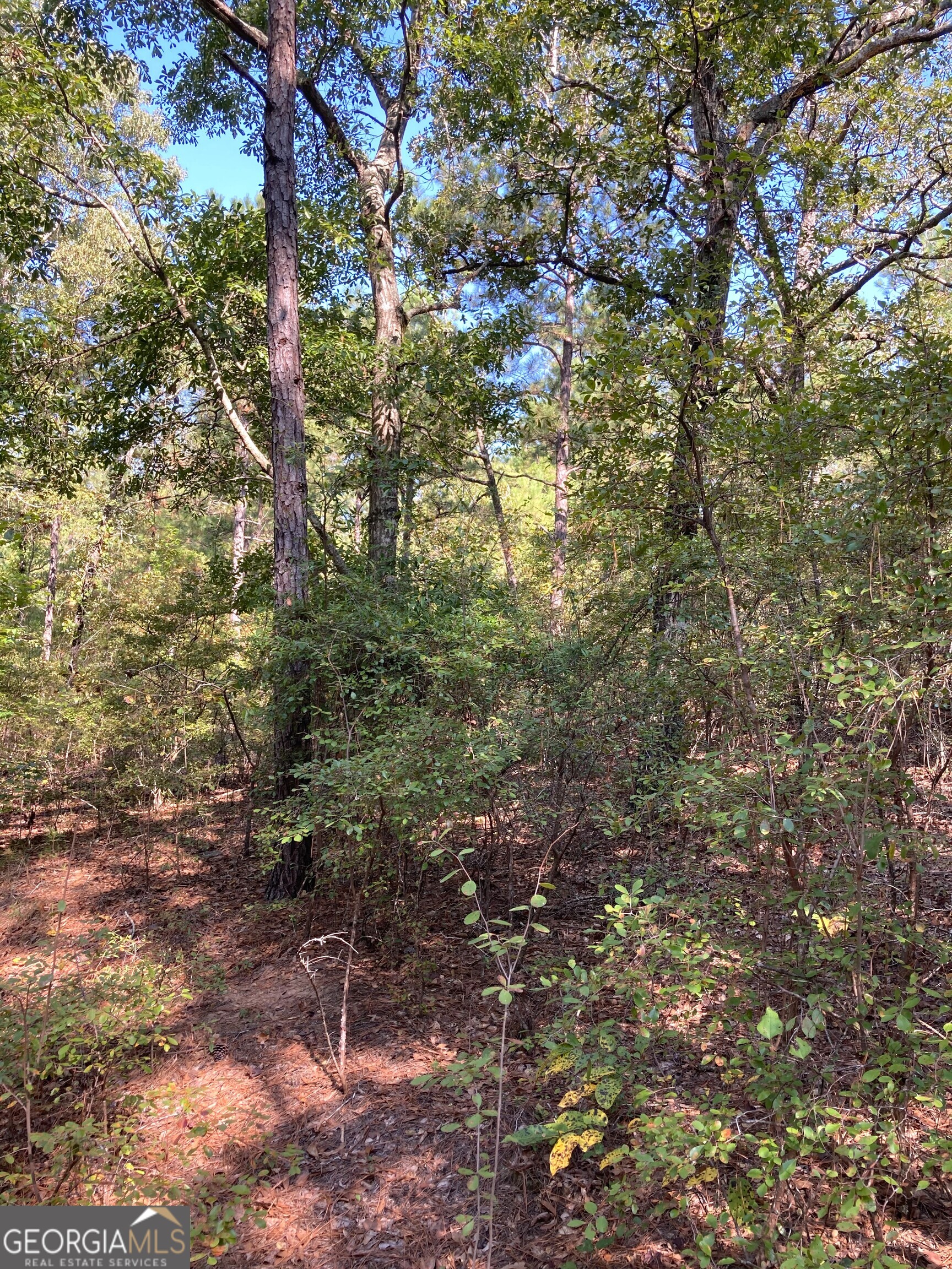 0 Firetower Road Cusseta, GA 31805 - Photo 5 of 12 a view of a large yard with lots of trees