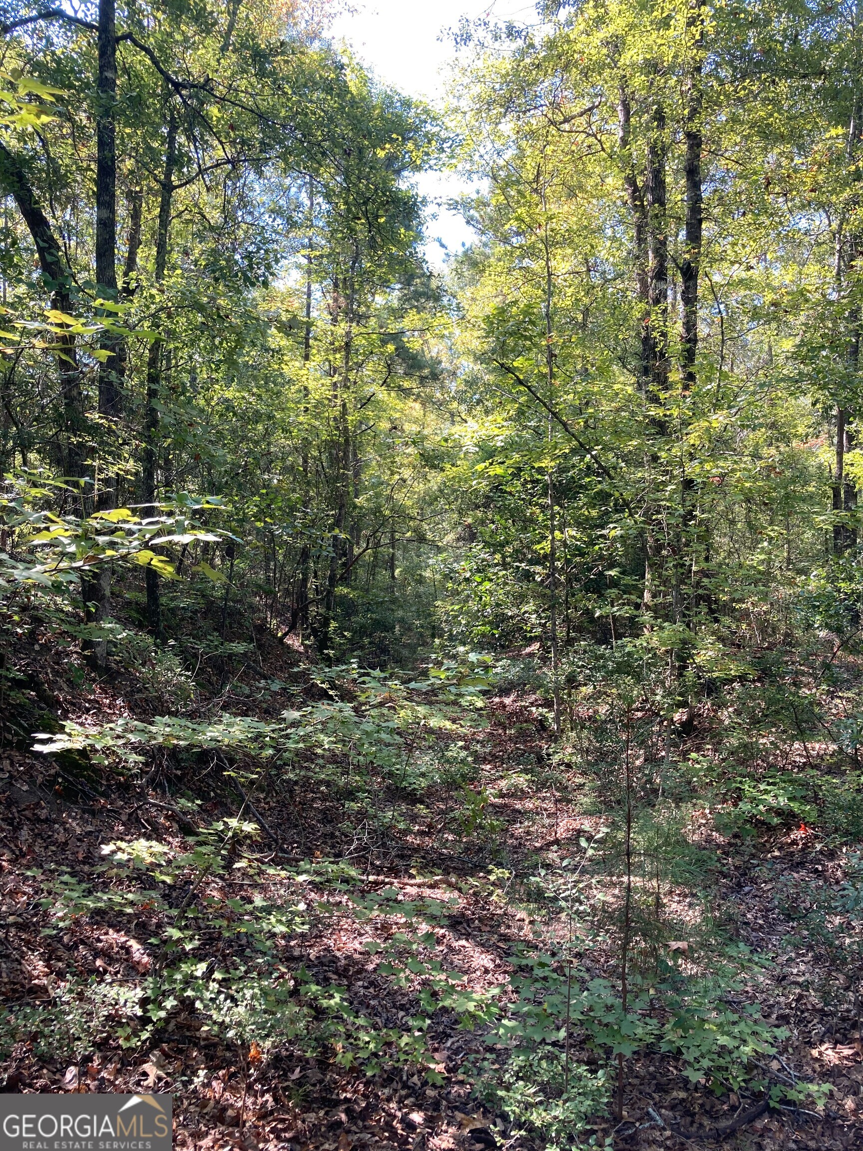 0 Firetower Road Cusseta, GA 31805 - Photo 6 of 12 a view of a yard with plants and large trees