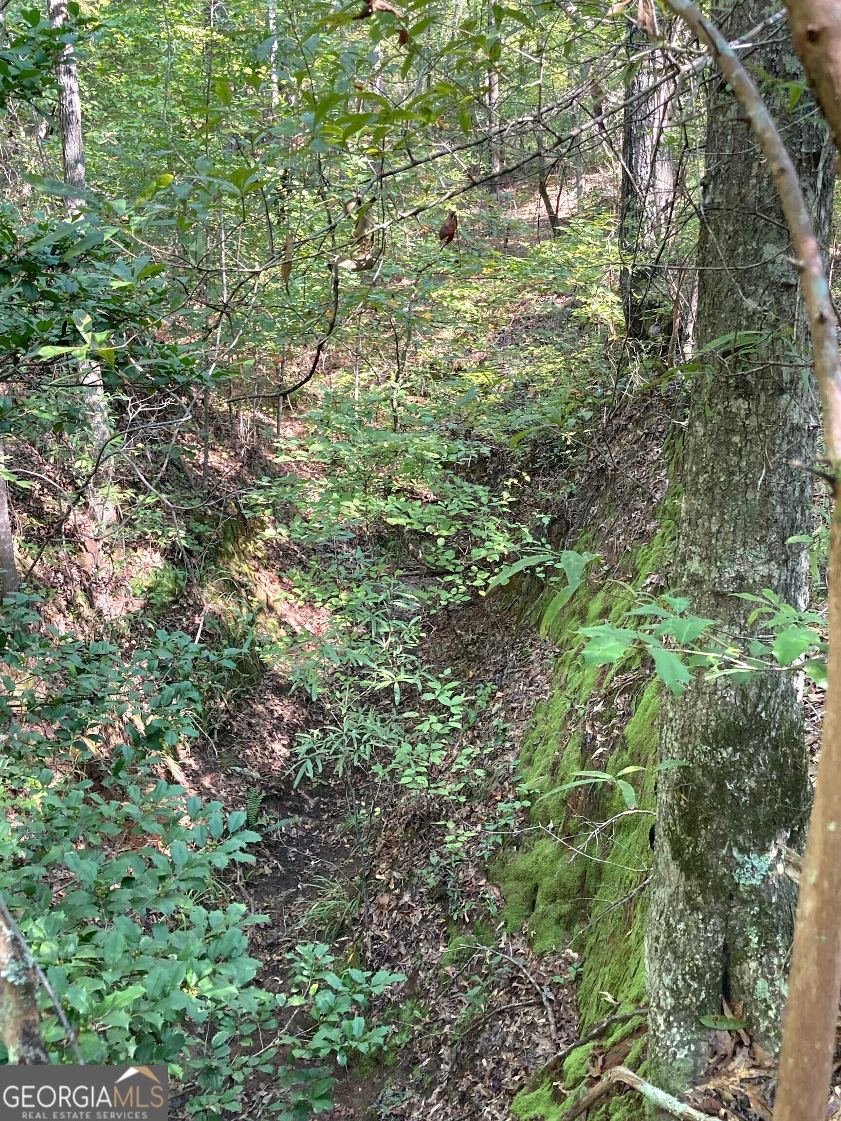 0 Firetower Road Cusseta, GA 31805 - Photo 7 of 12 a view of a lush green forest