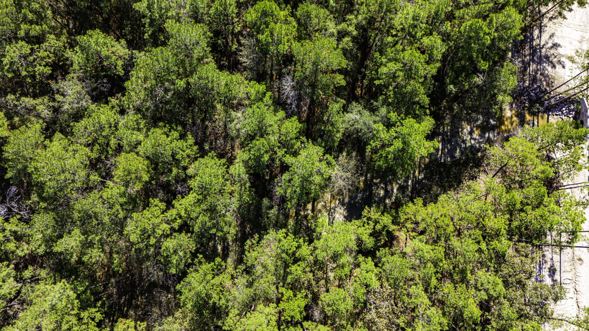 31 King Ranch Road Road Onalaska, TX 77360 - Photo 10 of 14