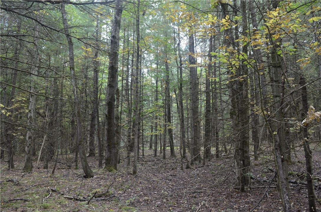 330 Tallow Hill Road Spencer, NY 14883 - Photo 6 of 24