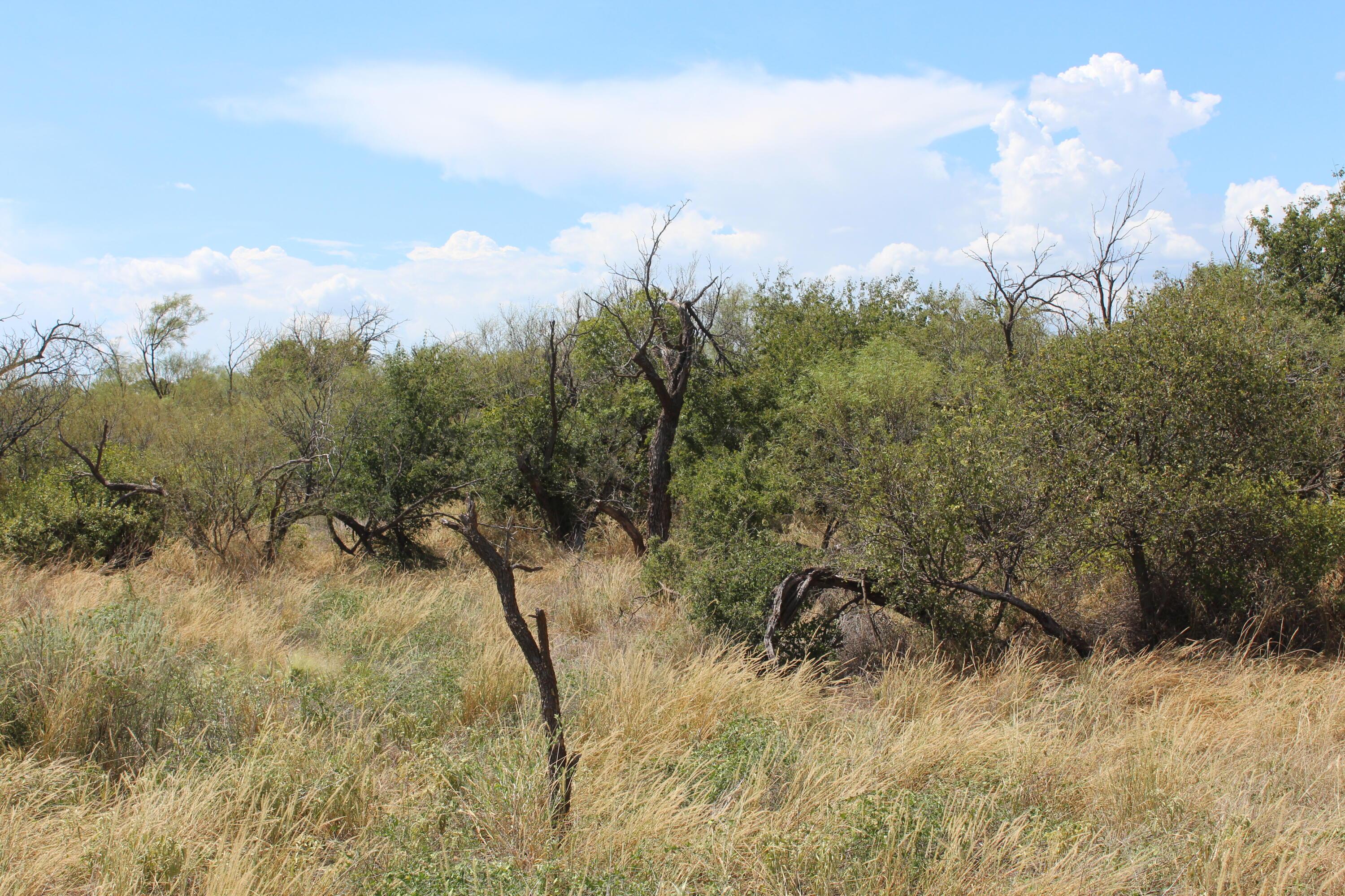 a view of a yard with trees in the background