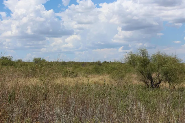 a view of a big yard with lots of bushes