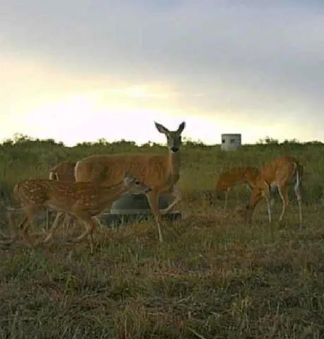 $295,000 | 161.7 Acres, Lakeview, TX 79239