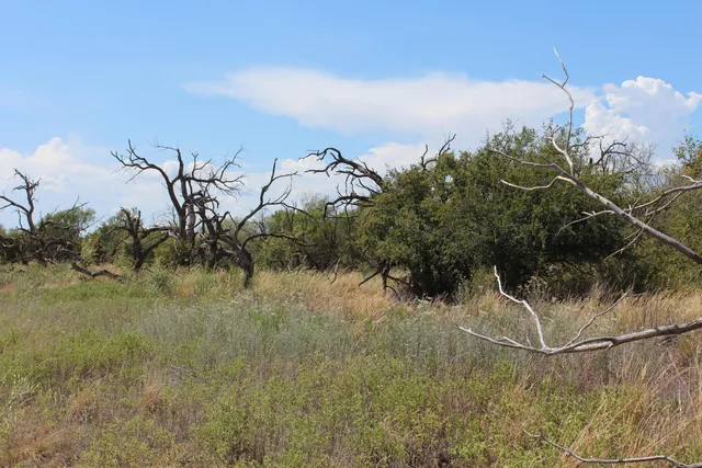 a view of a dry yard with lots of green space