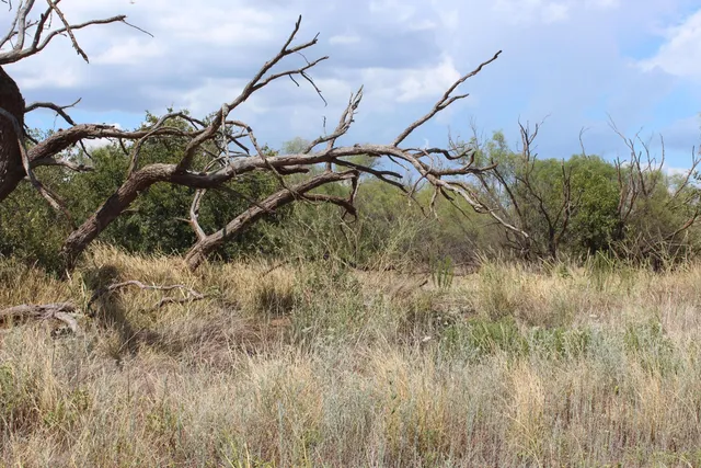 a picture of mountains in a field