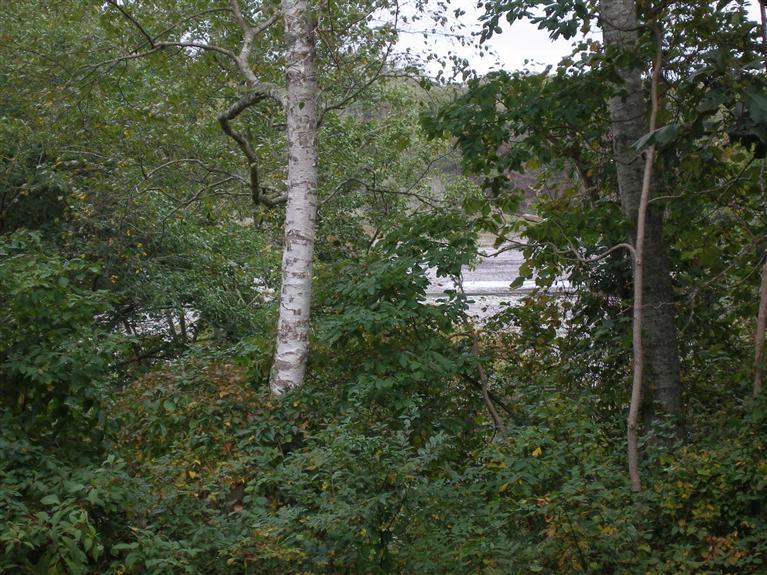 14 Paddock Pond Road Harwich, MA 02645 - Photo 6 of 28 a view of a forest with a tree